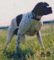 Pedigree CUNTAKINTE Pedigree CUNTAKINTE