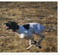 Pedigree GRETA Pedigree GRETA