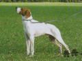 Pedigree TITAN Pedigree TITAN