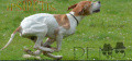 Pedigree IPSIPETIS DENIS