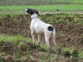 Pedigree PETITE Pedigree PETITE