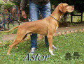 Pedigree ASTOR Pedigree ASTOR